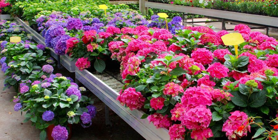 How to Celebrate Retirement - Garden Project.jpg