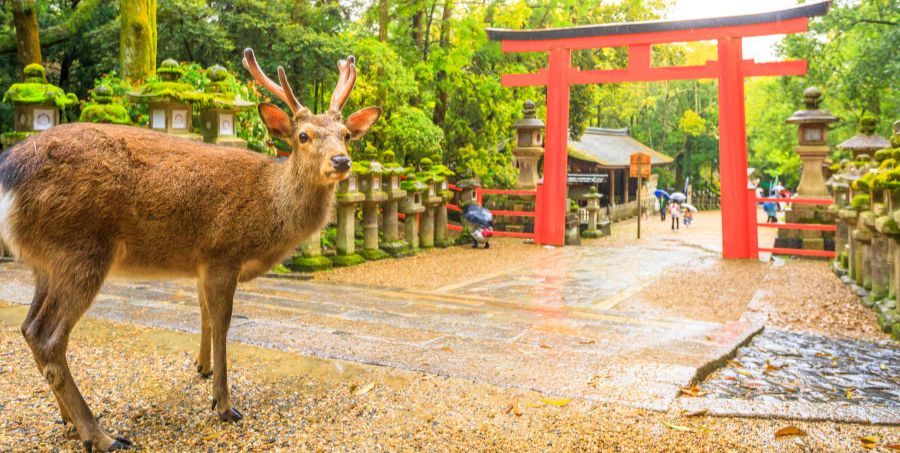 Deer in Nara Park.jpg