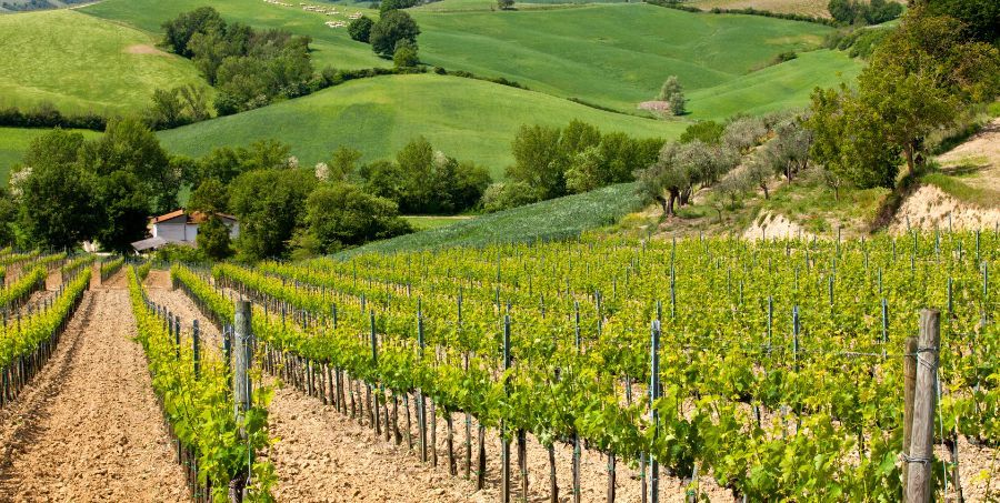 Wine in Tuscany.jpg