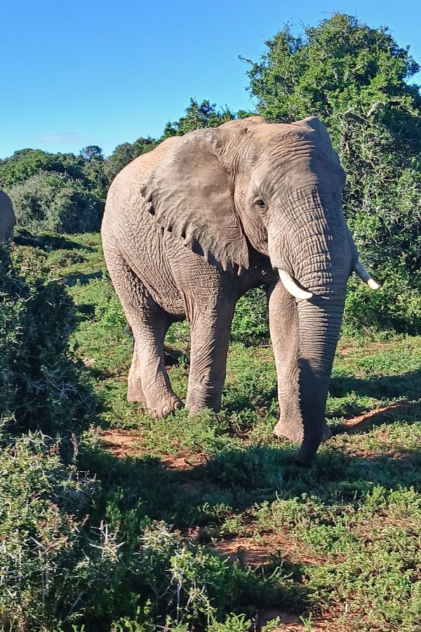 South Africa Holidays.jpg