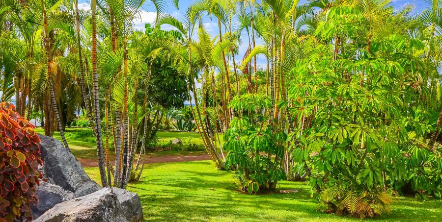 Jardín Botánico in Puerto de la Cruz.jpg