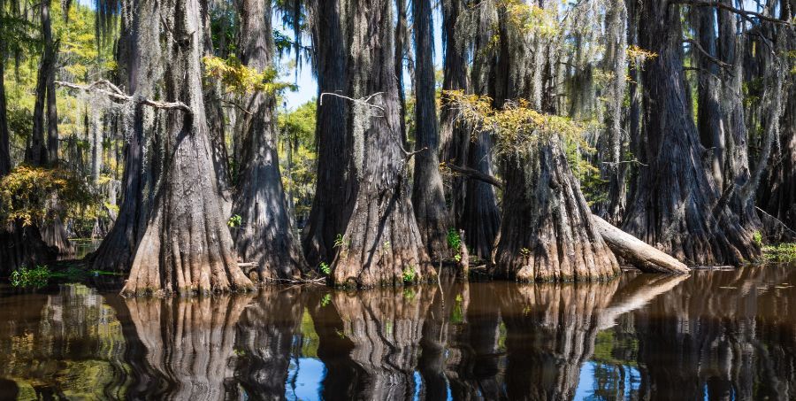 Louisiana swamplands Top landscapes in the world.jpg