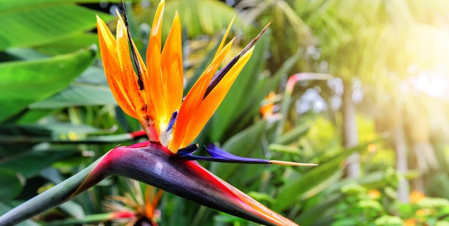 Strelitzia-Reginae-flower-Madeira-Gardens.jpg
