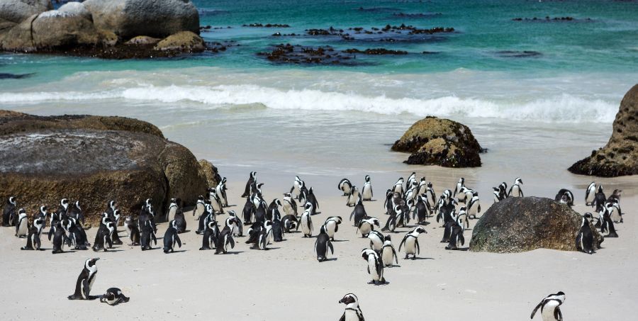 Penguins_Boulders_Beach_South_Africa.jpg