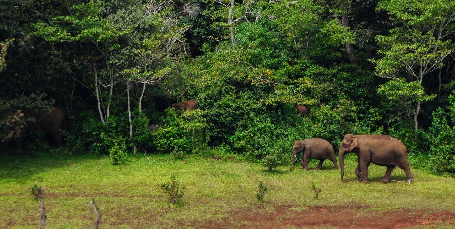 Elephants in periyar National park.jpg