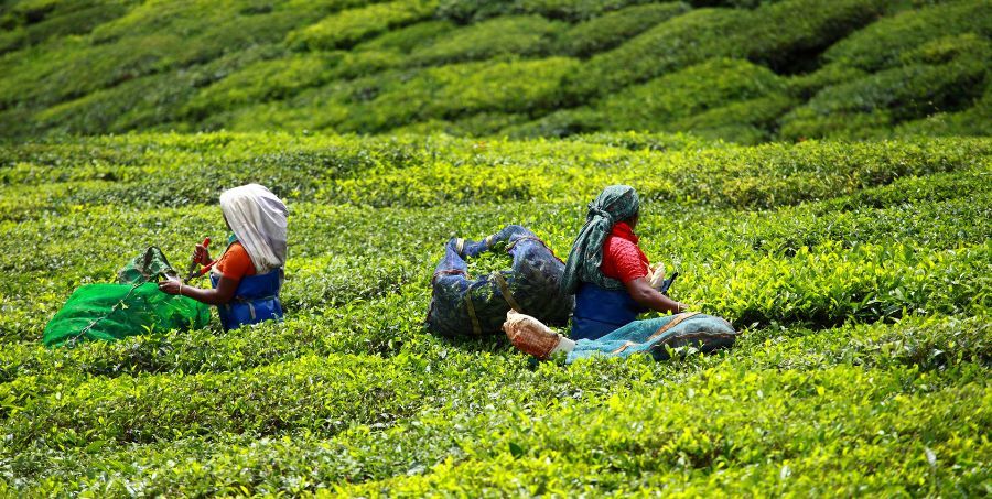 Woman picking tea leaves in a Munnar tea plantation, .jpg