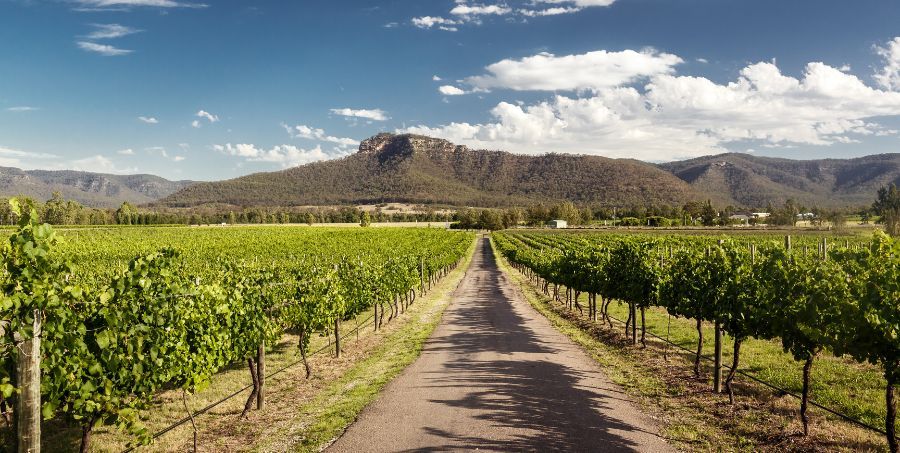 Hunter Valley vineyard.jpg