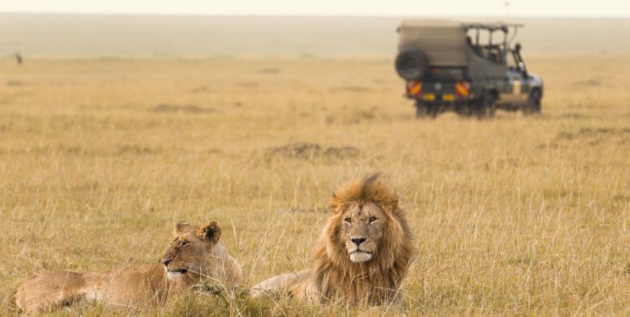 Lions with safari jeep in background.jpg