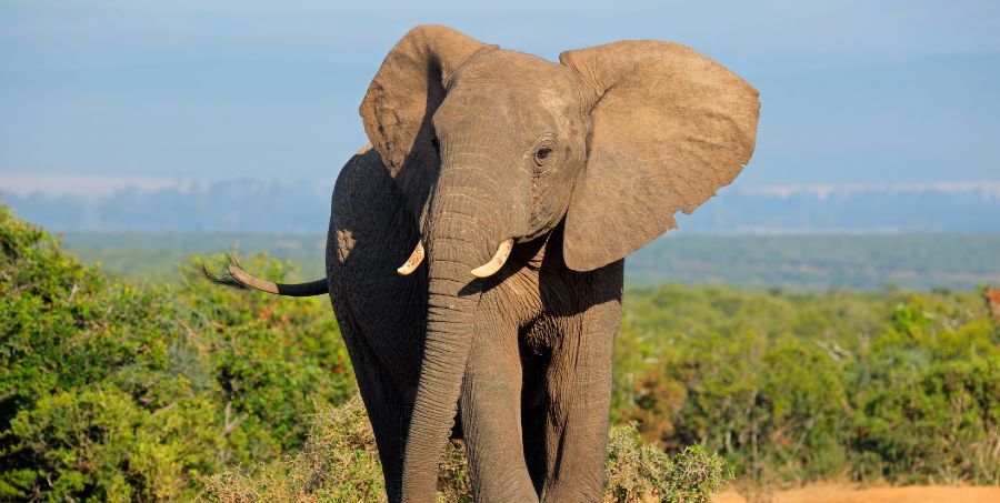african-elephant-safari.jpg
