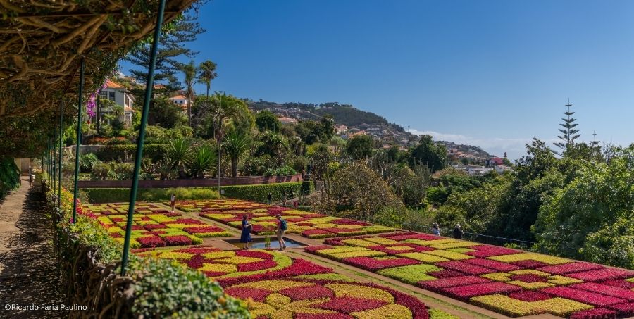 madeira-botanical-garden-colorful-flower-beds-funchal.jpg