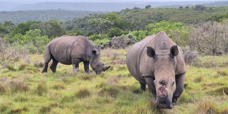 white-rhinos-kariega-game-reserve-south-africa-safari.jpg