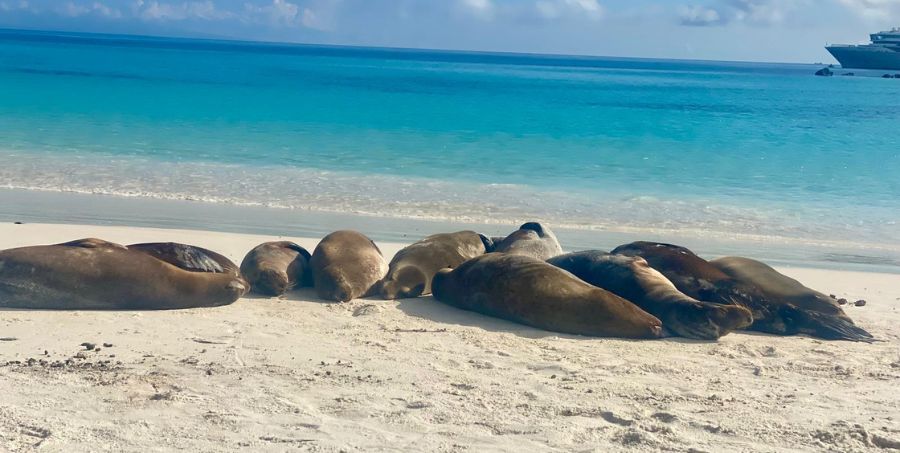 galapagos-sea-lions-beach-galapagos-islands-ecuado.jpg