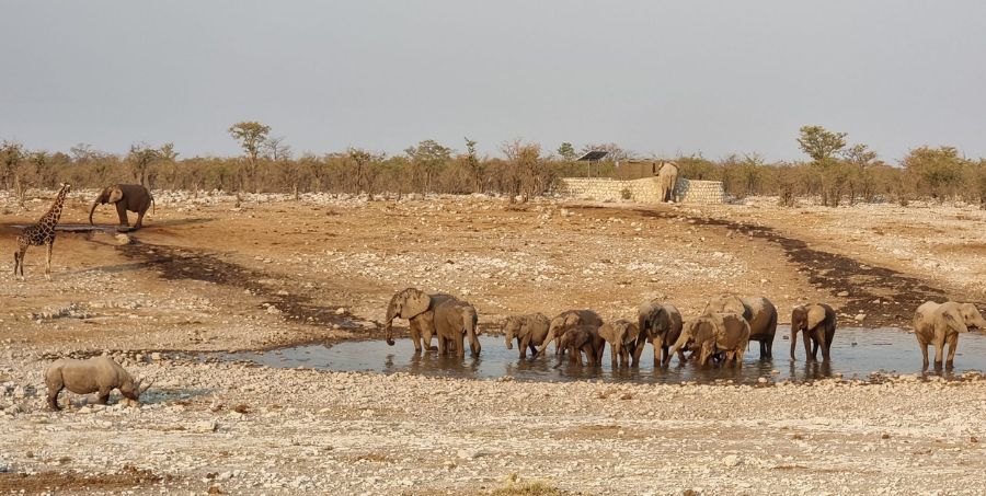 elephant-herd-waterhole-etosha-national-park-namibia.jpg