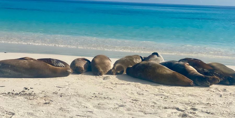 galapagos-sea-lions-resting-white-sand-beach-galapagos-islands.jpg