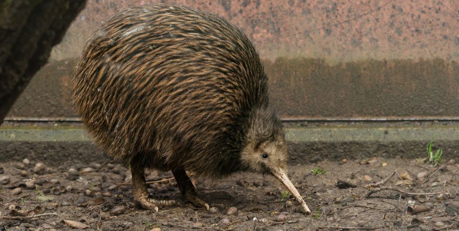 kiwi-bird-new-zealand-national-kiwi-hatchery.jpg