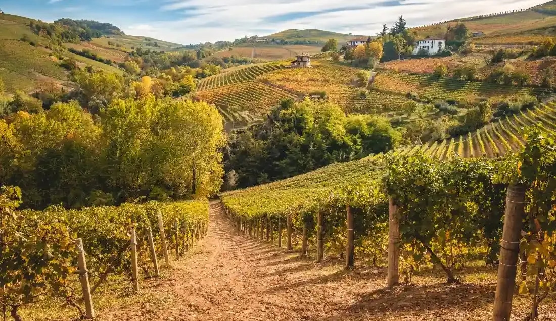 Visit Barolo
