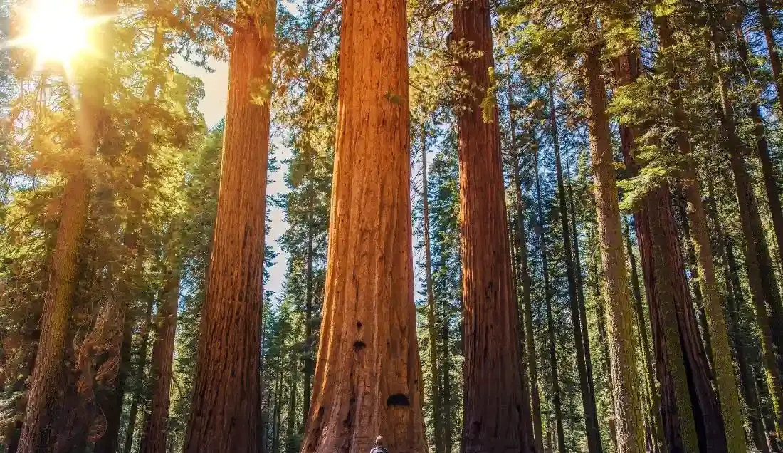 See the incredible trees in Sequoia National Park