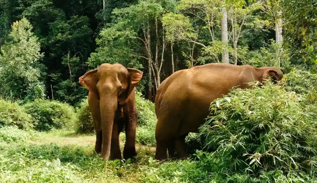 Learn more about Cambodia’s elephant conservation