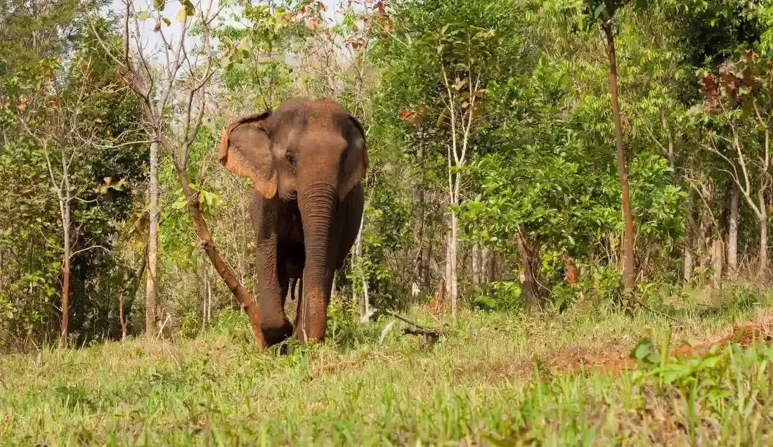 Learn more about elephant conservation in Cambodia