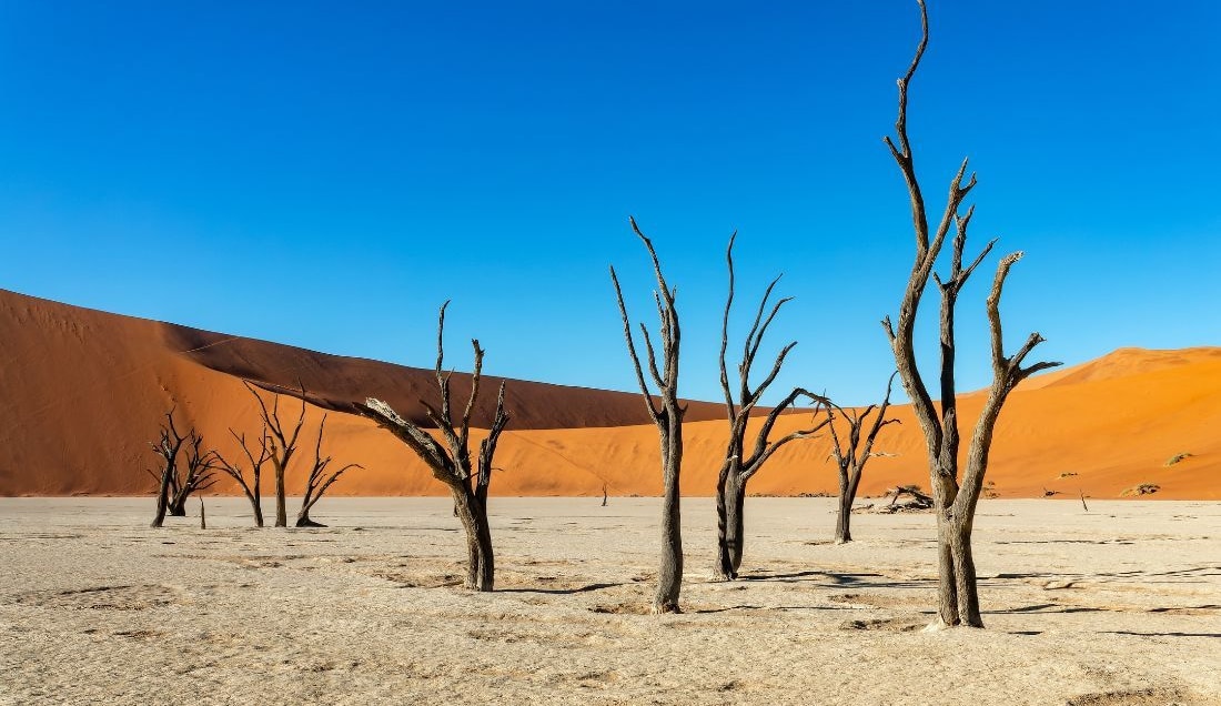 See the iconic trees of Deadvlei
