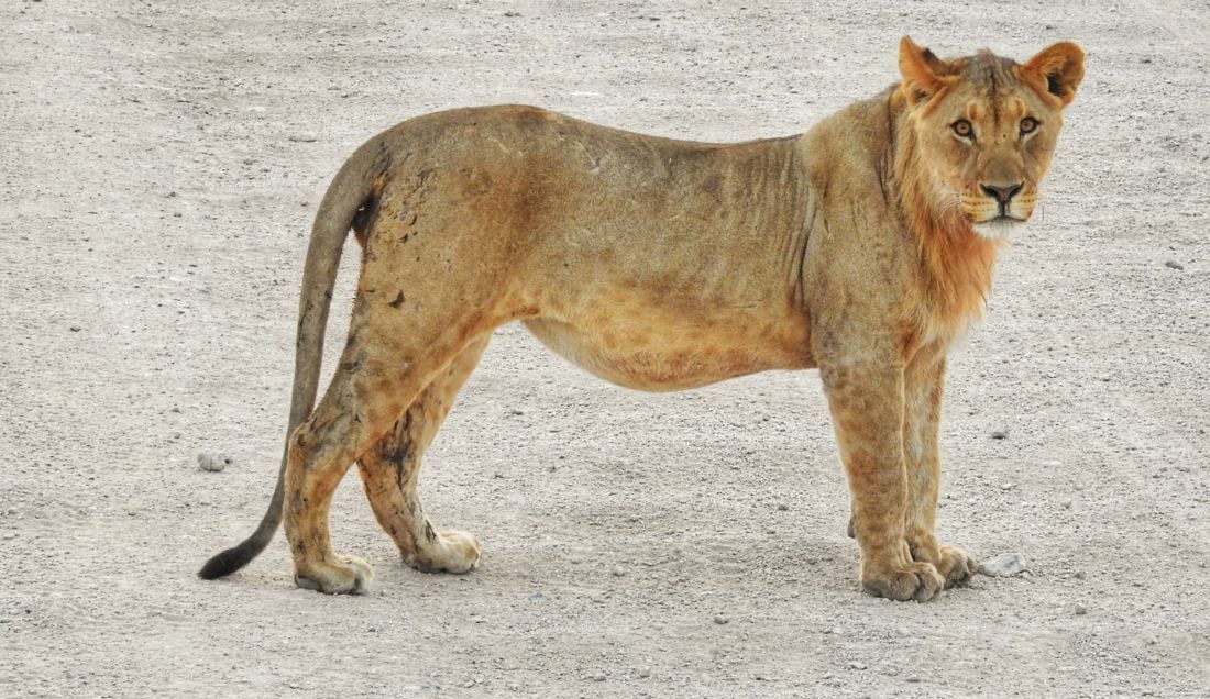Spot lions in Etosha Park