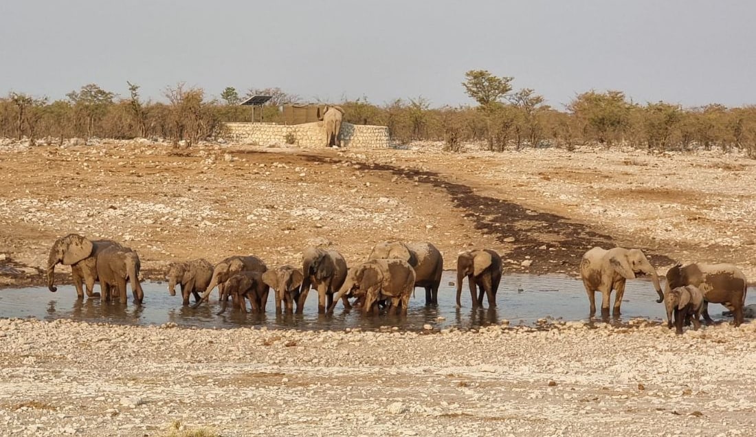 Discover Etosha National Park on safari