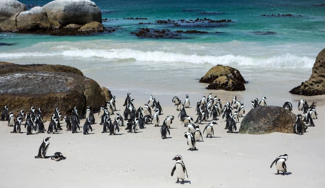 See penguins on a Cape Peninsula excursion