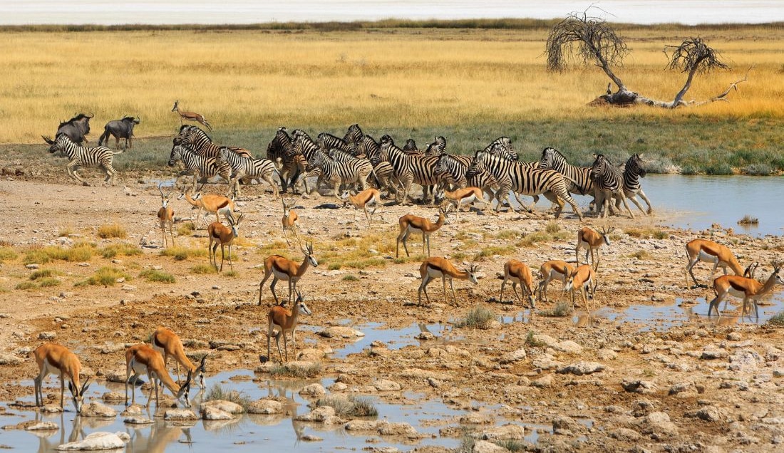  Experience the incredible wildlife of Etosha National Park