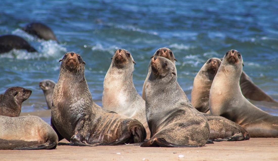 Visit one of the world’s largest fur seal colonies.