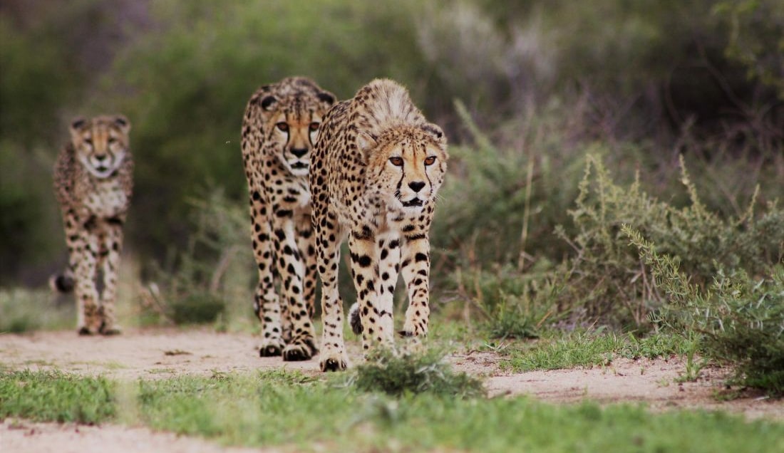 See majestic cheetahs up close on an AfriCat Foundation tour.