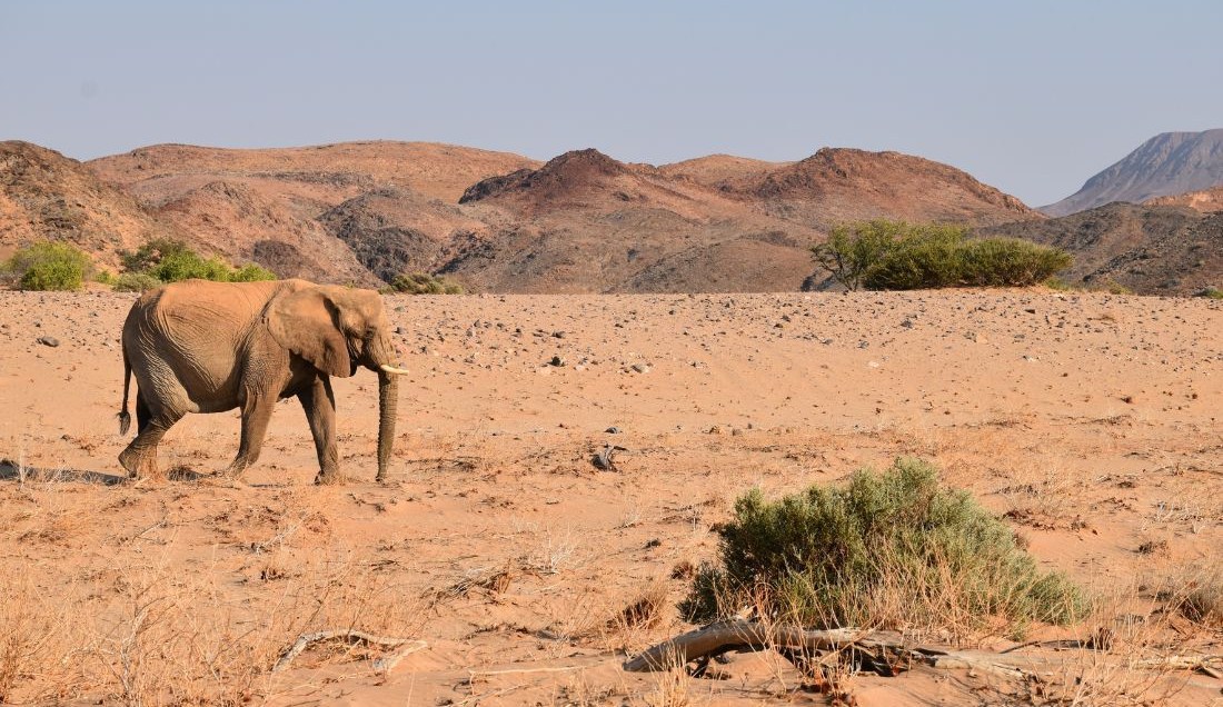 Try to spot the elusive Desert Elephant in the rugged landscapes of Damaraland