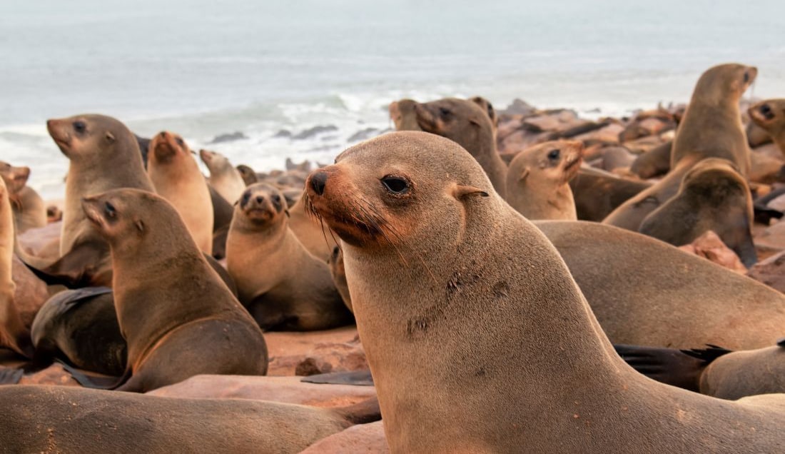 Visit Cape Cross Seal Colony, home to thousands of fur seals along Namibia’s Atlantic coastline.