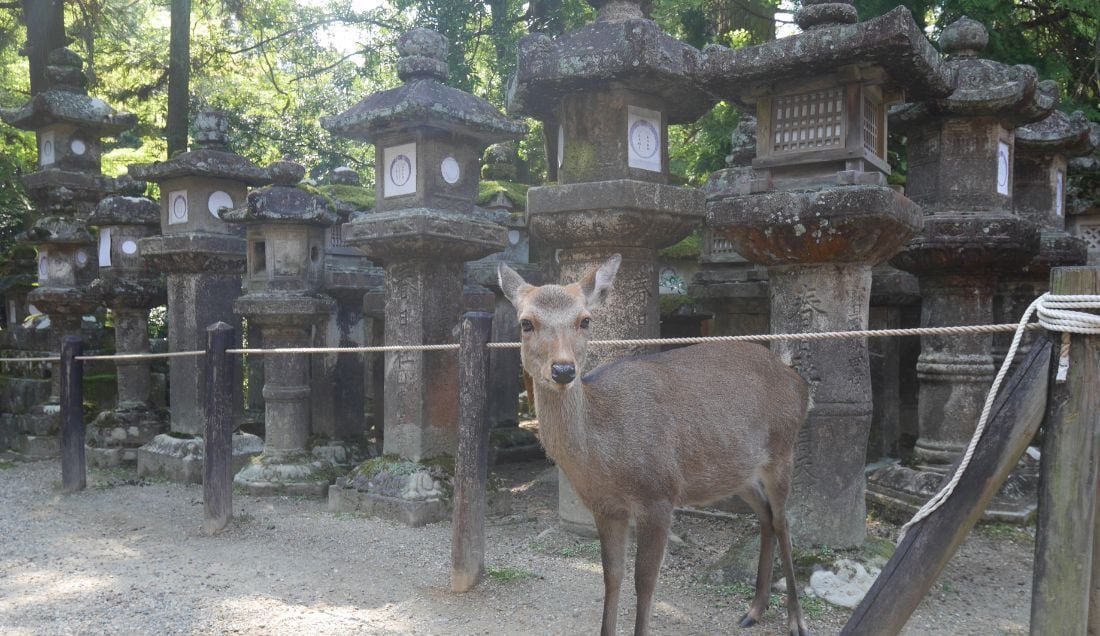 Meet the sacred deer of Nara at the historic Kasuga Taisha Shrine.