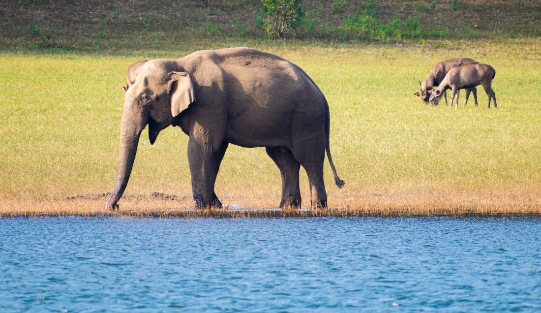 See incredible wildlife in Periyar National Park.