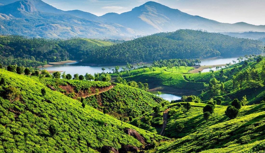 Visit a Tea Plantation in Munnar