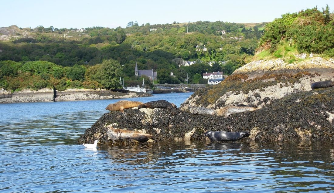 Enjoy spotting seals in Glengariff.