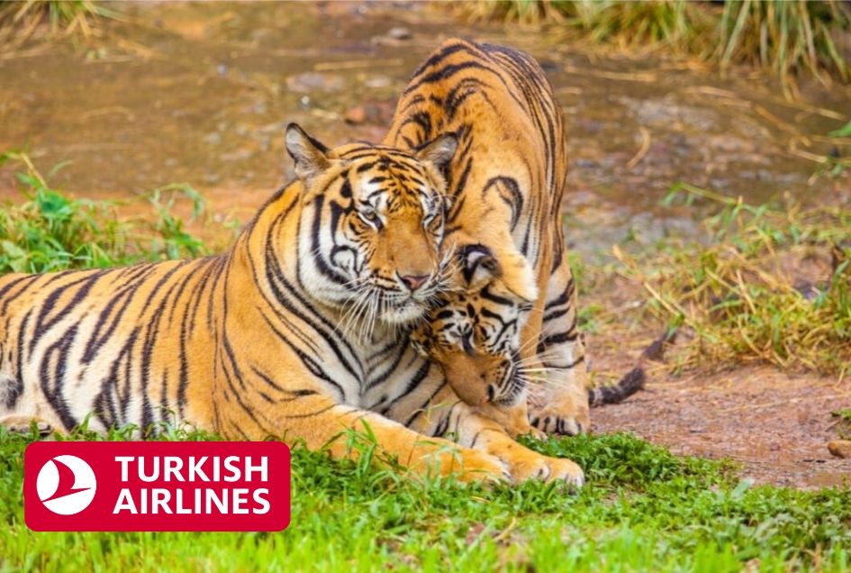 India’s Golden Triangle - Taj Mahal & Ranthambore Safari