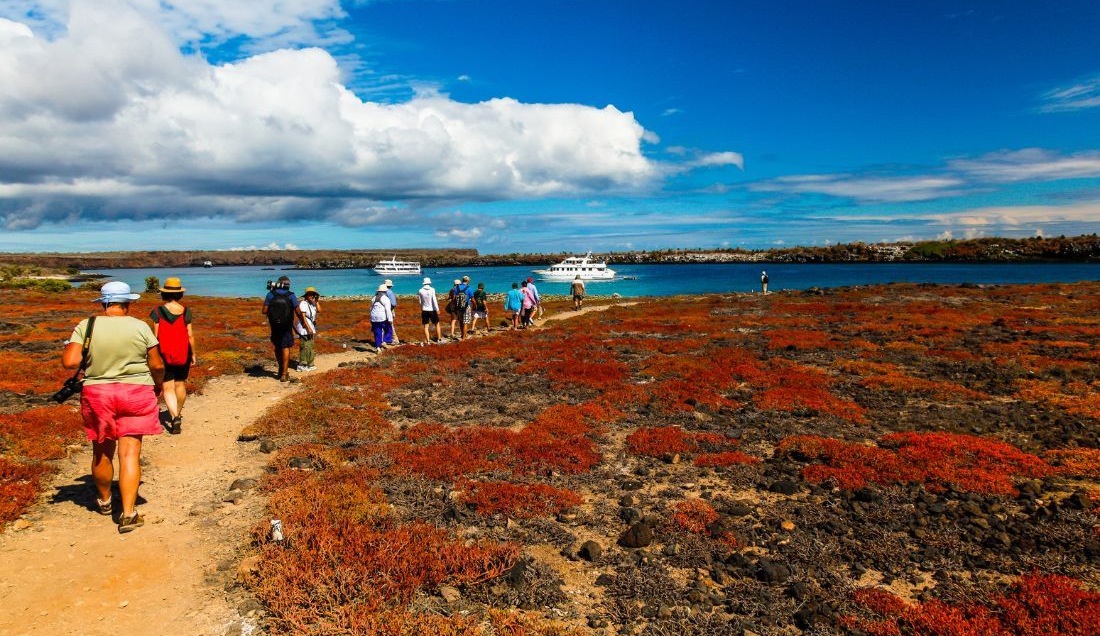 Visit South Plaza Island in the Galápagos.