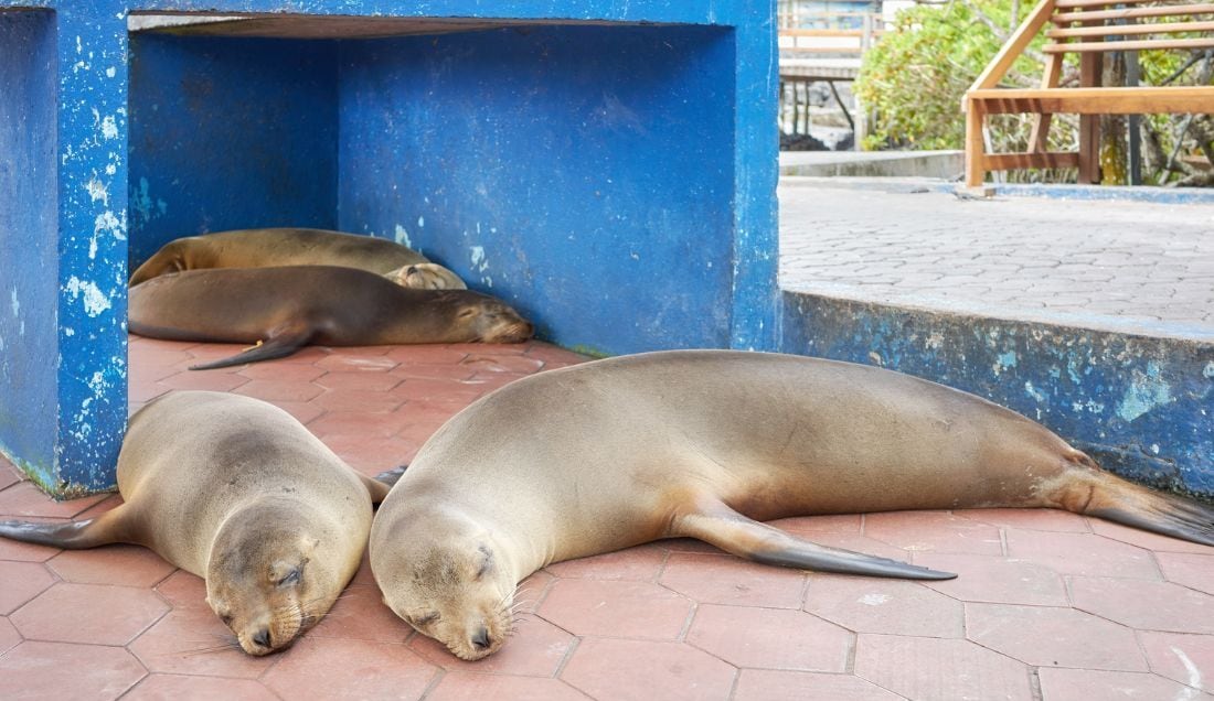 Stay in Puerto Ayora and see Galápagos sea lions up close. 