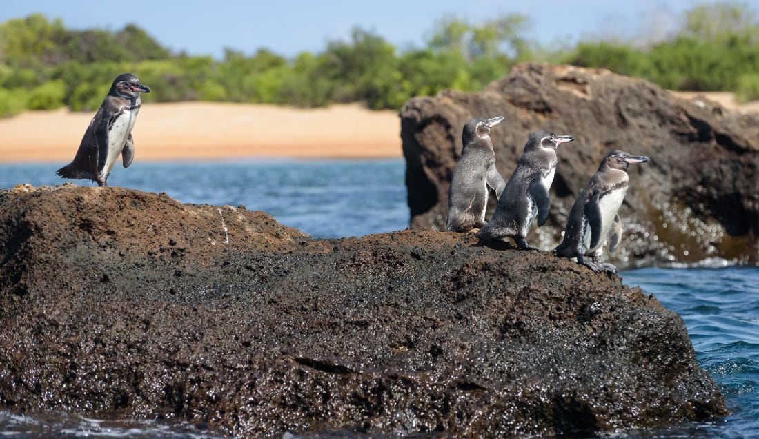Spot Galápagos penguins on the volcanic shores of Santiago Island.