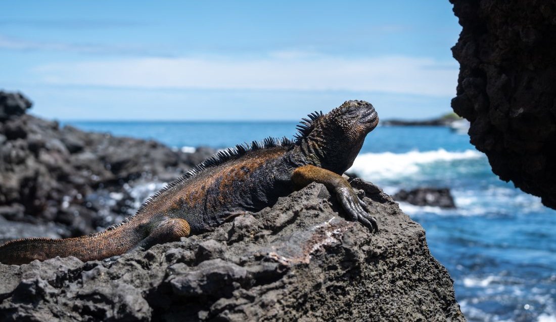 See Iguanas on the Galapagos Islands.
