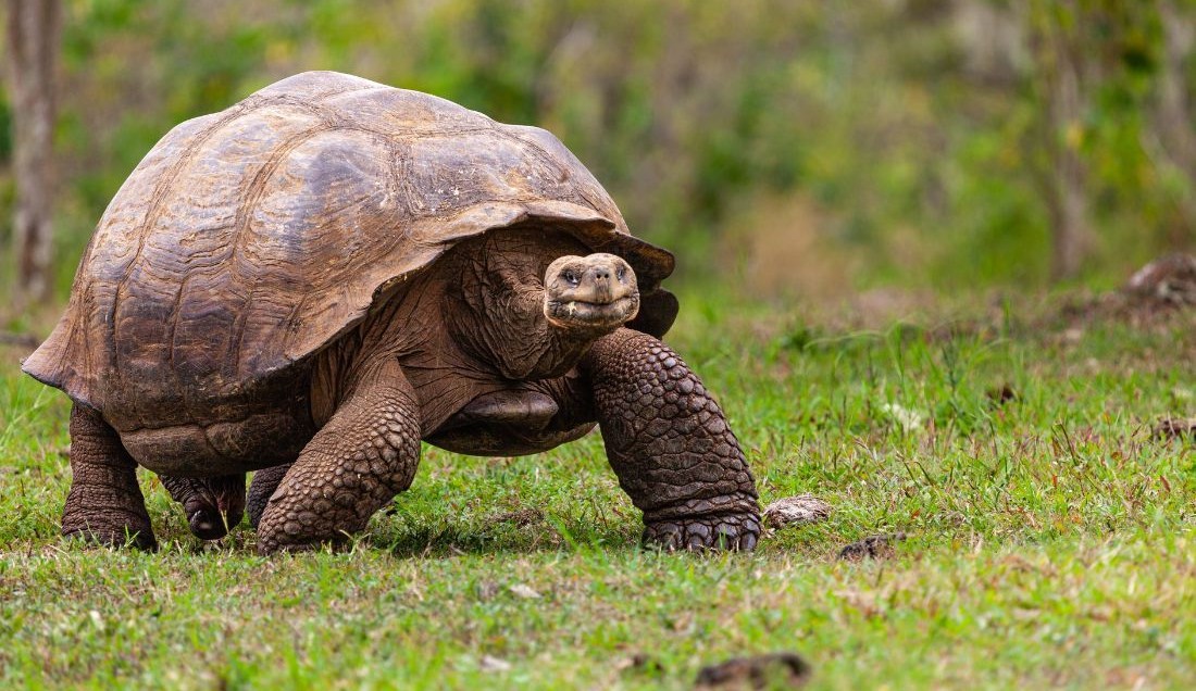 Come face to face with a Galápagos giant tortoise.