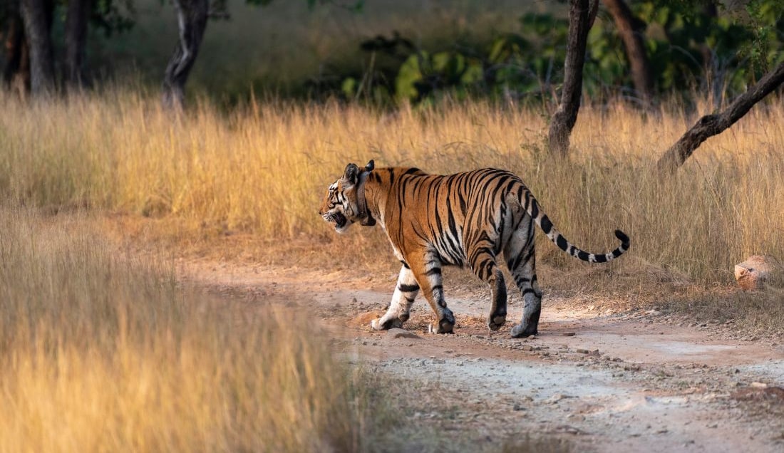 Try to spot Tigers in Ranthambore