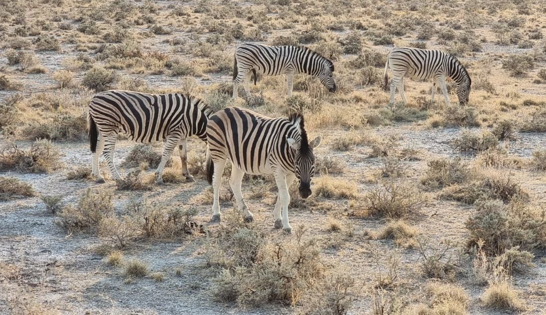 Enjoy a game drive in Etosha National Park.