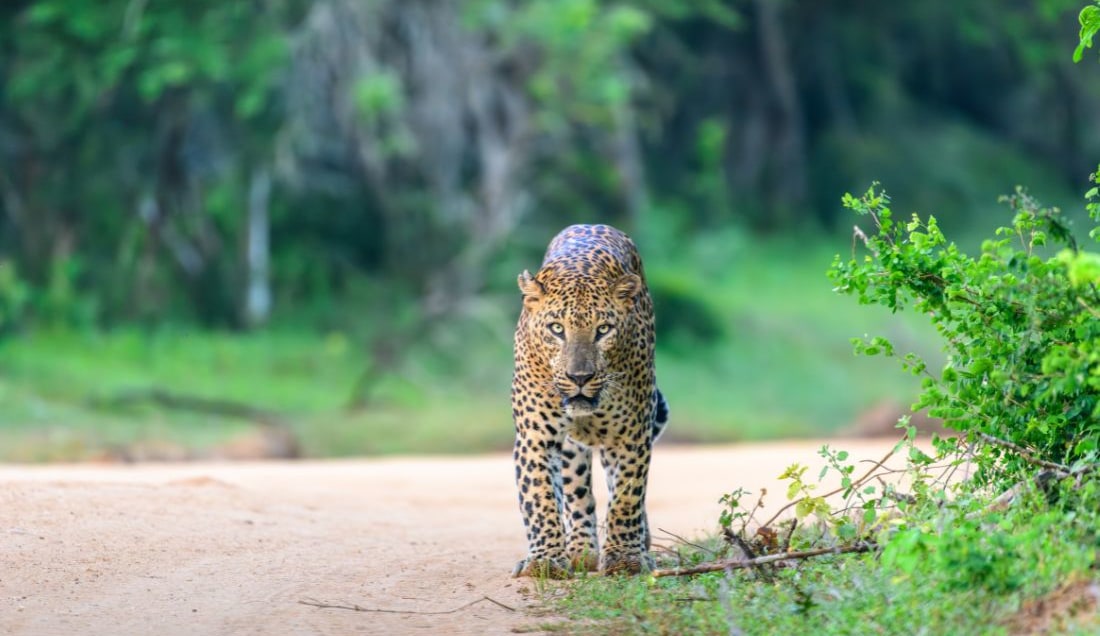 Enjoy the opportunity to spot Leopards in Yala National Park