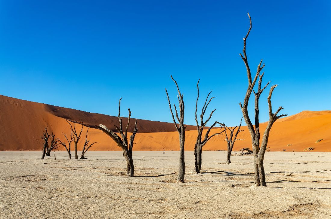 tourhub | Travel Department | Discover Namibia - Sossusvlei, Etosha Park & Safari 