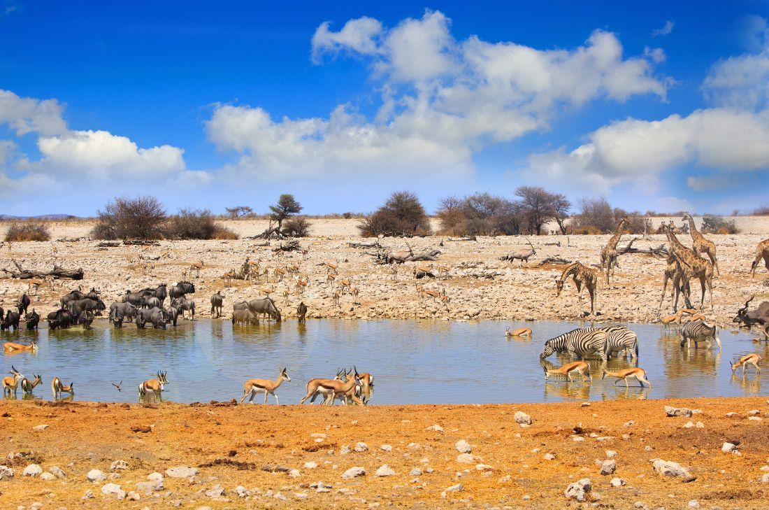 tourhub | Travel Department | Discover Namibia - Sossusvlei & Etosha Park Solo Traveller 