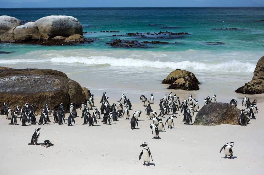 tourhub | Travel Department | Cape Town, the Garden Route & Safari - Solo Traveller 