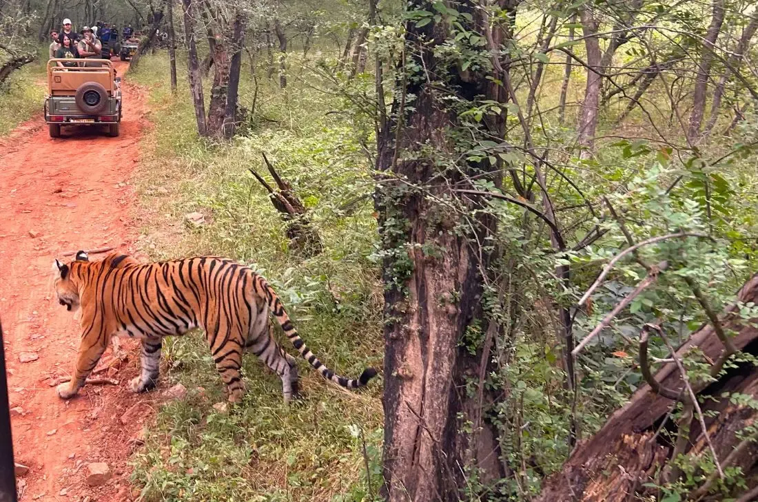 tourhub | Travel Department | India’s Golden Triangle: Taj Mahal & Ranthambore Safari 